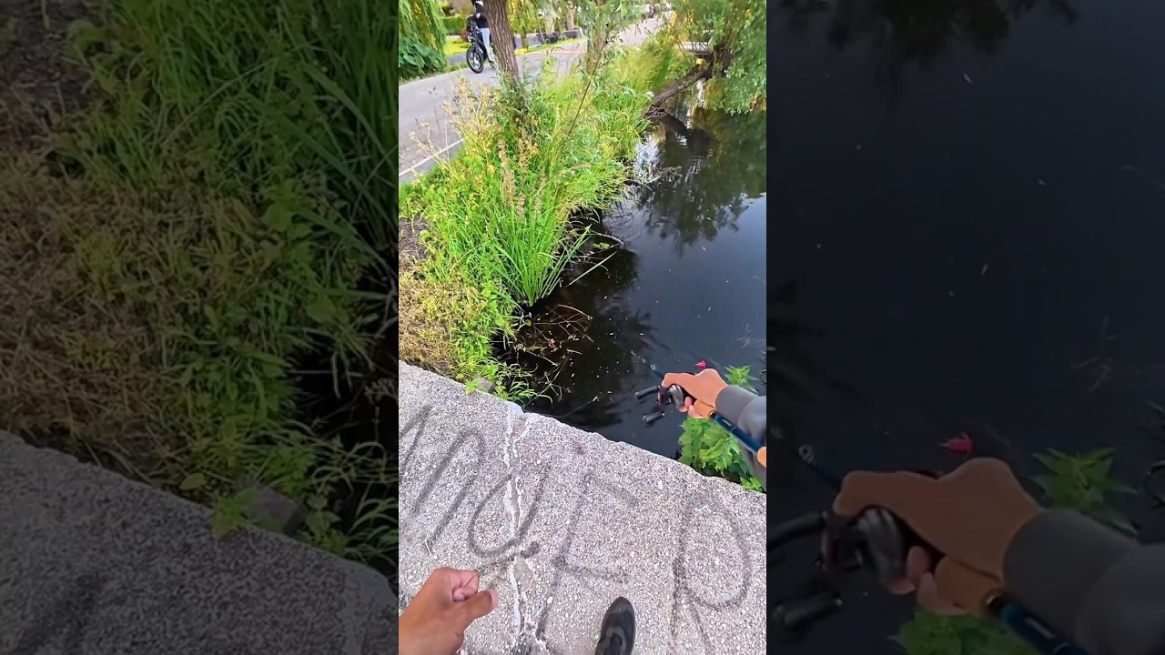 rekomendasi umpan soft frog super killer untuk mancing gabus 