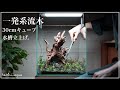 【アクアリウム】30cmキューブ水槽を流木一発で立ち上げる/aquarium/vlog/#31