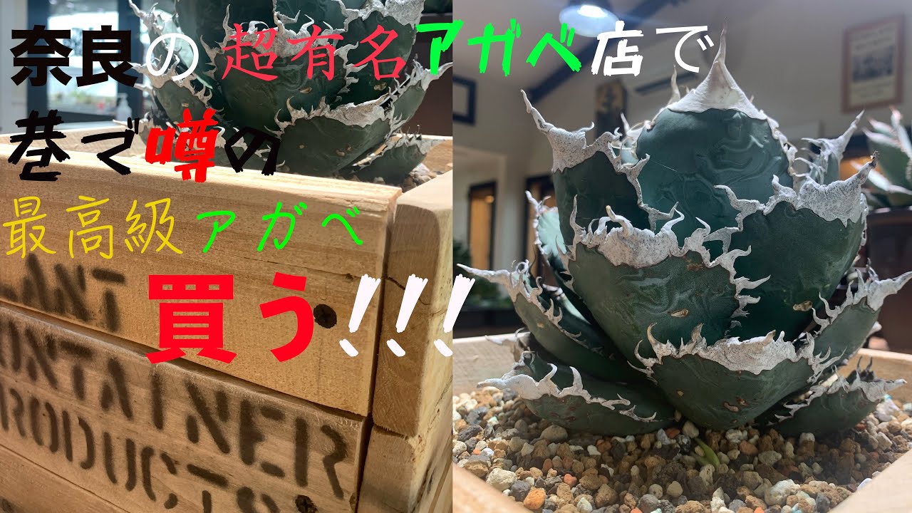 アガベ】奈良県で知る人ぞ知る超有名アガベ店PCPさんであのアガベ買っ