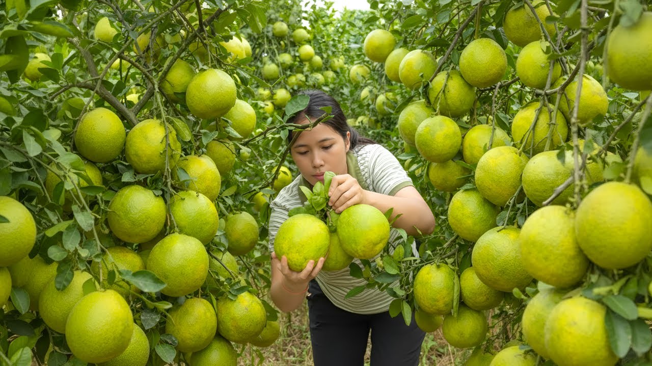Harvesting and making delicious pomelo tea - A meeting between the husband and the wealthy boss