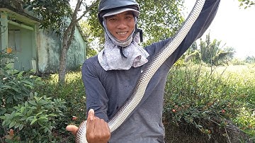 Cao thủ bẫy rắn mùa gió chướng dính rắn bự tướng nụ cười mừng sướng vui | Cần gò Công
