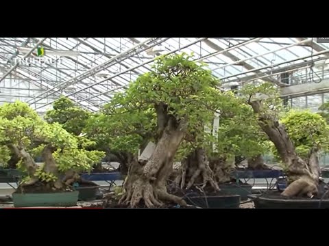 Vidéo: Le Troène D'intérieur Est Un Classique élégant. Grandir à La Maison. Bonsaï. Photo