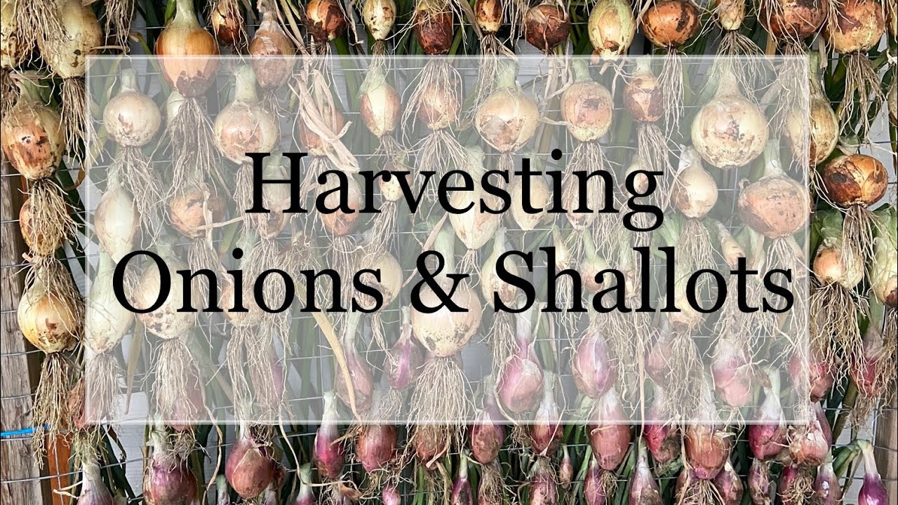 Harvesting Shallots and Onions in my Zone 4 Garden YouTube