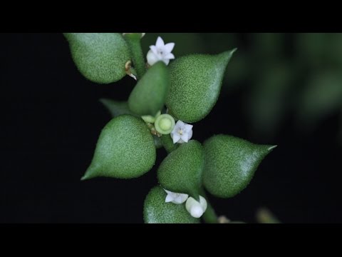 Video: Biljke mrava Dischidia - Kako se brinuti o Dischidia