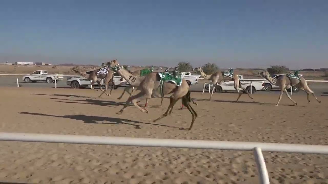 ش3 بكار حقايق 1447/09/11هـ - 2026/02/28م (سهم) محمد عقاب محمد الدهاسي