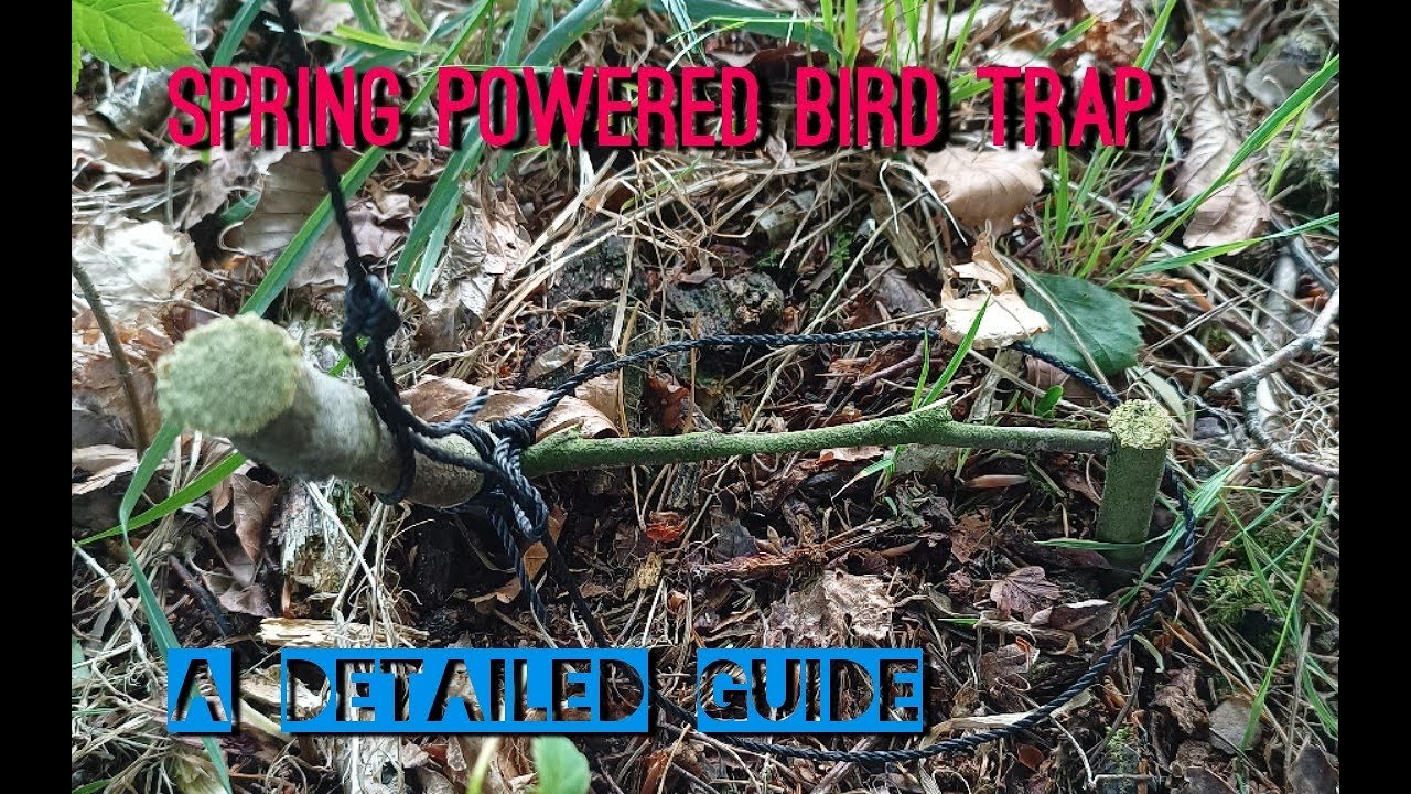 spring power bird trap