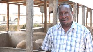 PROFITABLE PIG FARMING SECRET IN KENYA UN EDITTED