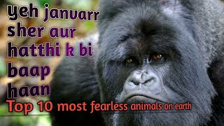 Top 10 fearless animals on earth