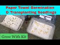 Paper towel seed germination | Transplanting seedlings