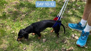 Crusoe the Dachshund Had Back Surgery (Again 😥) - Two Week Update