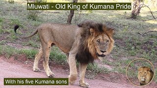 He Is Still Alive! Mluwati 🦁 Old King Of The Kumana Lion Pride
