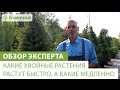 Какие хвойные растения растут быстро, а какие медленно