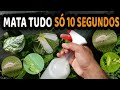 Elimina Pulgão, Cochonilha, Mosca Branca, Formiga, Lagartas - Receita Rápida Sem Gastar NADA