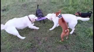 #Басенджи и злые псы рвут фиолетового #удава на куски!#Basenji and evil dogs tearing #purple #boa #Басенджи и злые псы рвут фиолетового #удава на куски!#Basenji and evil dogs tearing #purple #boa