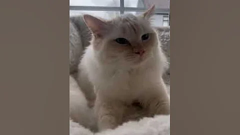 Watch the video about Gato Ragdoll ronronea (This Ragdoll Cat Purrs With Such a Loud Voice)