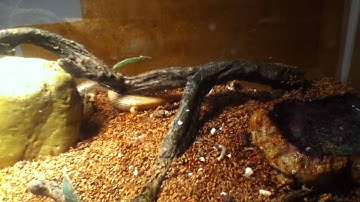 Skink vs. Grasshopper