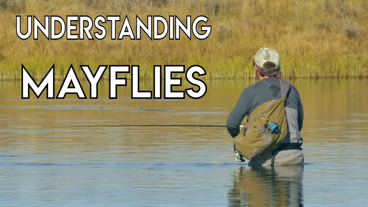 Understanding Mayflies with Tom Rosenbauer 