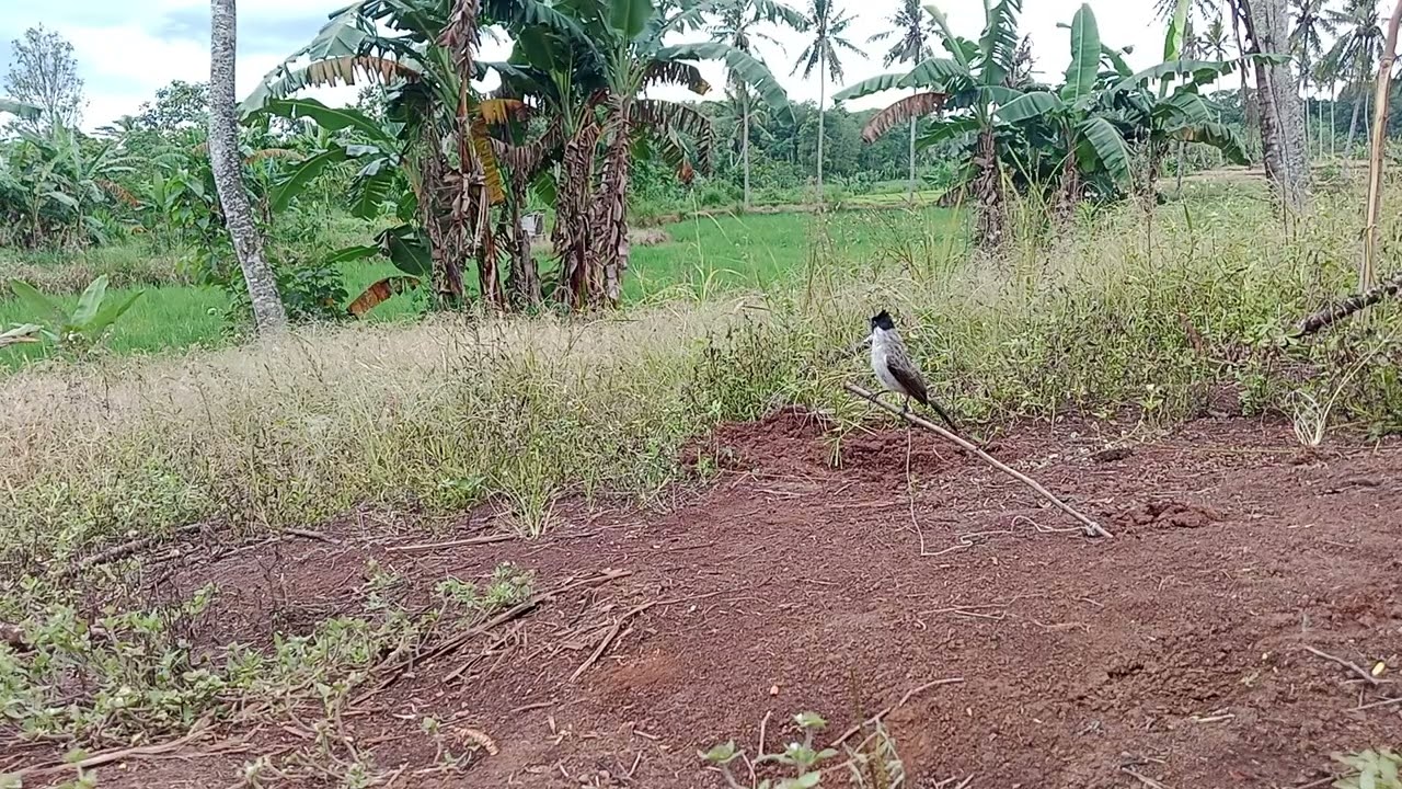 Suara kutilang muda hutan memanggil burung kutilang liar!!