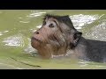 Most Popular Monkey Jumping Into Water - Amazing Poor Monkey Playing