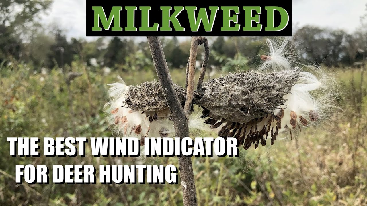 How and Where to Find MILKWEED for Deer Hunting YouTube