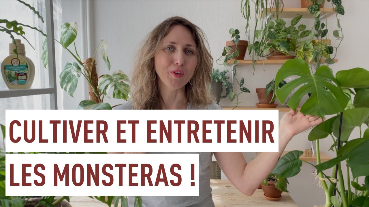 Entretien du monstera : Le guide pour en prendre soin – La Belle Bouse