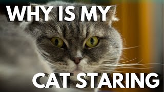 Ever Wondered Why Is My Cat Staring at Me Here’s the Real Truth!
