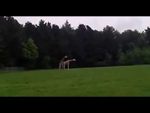 Животные. Эти забавные жирафы, любят...!