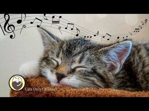 Cat Music - Harp Music and Water Sounds for Relaxation