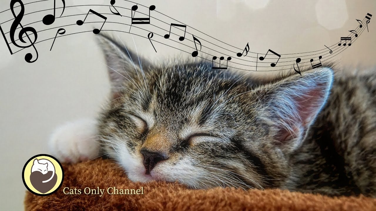 Cat Music Harp Music and Water Sounds for Relaxation YouTube