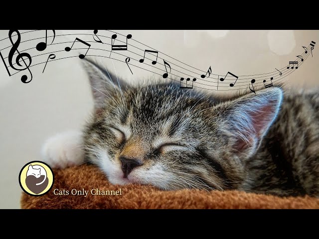 Cat Music - Harp Music and Water Sounds for Relaxation class=