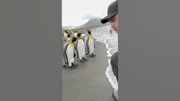 Curious King Penguins #penguin #wildlife#animals #birds #satisfying #asmr #shortvideo #trending