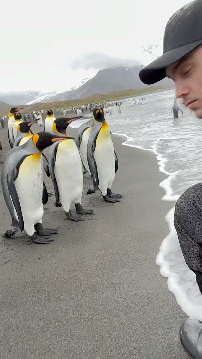 Curious King Penguins #penguin #wildlife#animals #birds #satisfying #asmr #shortvideo #trending