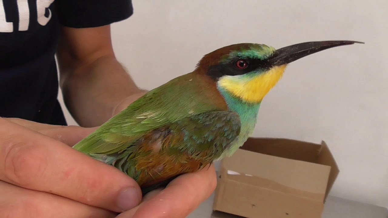 european bee eater is the first victim of the 2017 autumn hunting