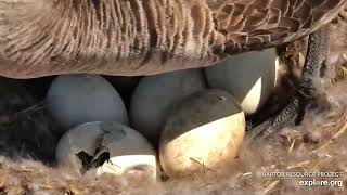 Pip, pip , hooray Canada Goose eggs pipping on Decorah eagle Cam April 13, 2024 explore.org