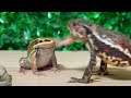 No way! [Frog and toad] Amnirana galamensis, Japanese stream toad, Amazon milk frog