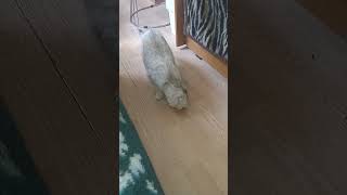 VID 20230911 122657Cats # shorts