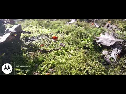 MOTOROLA Moss Warm Memories Emotional Inspiring Piano FREE DOWNLOAD By Keys Of Moon Music