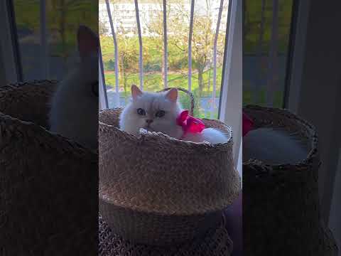 Princess cat-Belle .Принцесса Котик-Белль #shorts #british #usa #relaxing #short