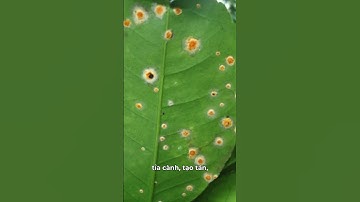 Phòng Trừ Rệp Vảy Đỏ Trên Cây Bưởi Da Xanh – Hiệu Quả, Dễ Làm #agrimite