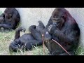 Burgers zoo  gorilla troop  a lovely day 4k high quality