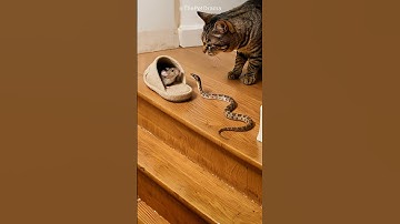 Shocking! Cat strikes, snake lunges—who’s faster？#catandmouse  #funny    #trending   #funnypets