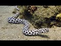 Snake eel. Пятнистый острохвостый угорь. Red Sea. Egypt.