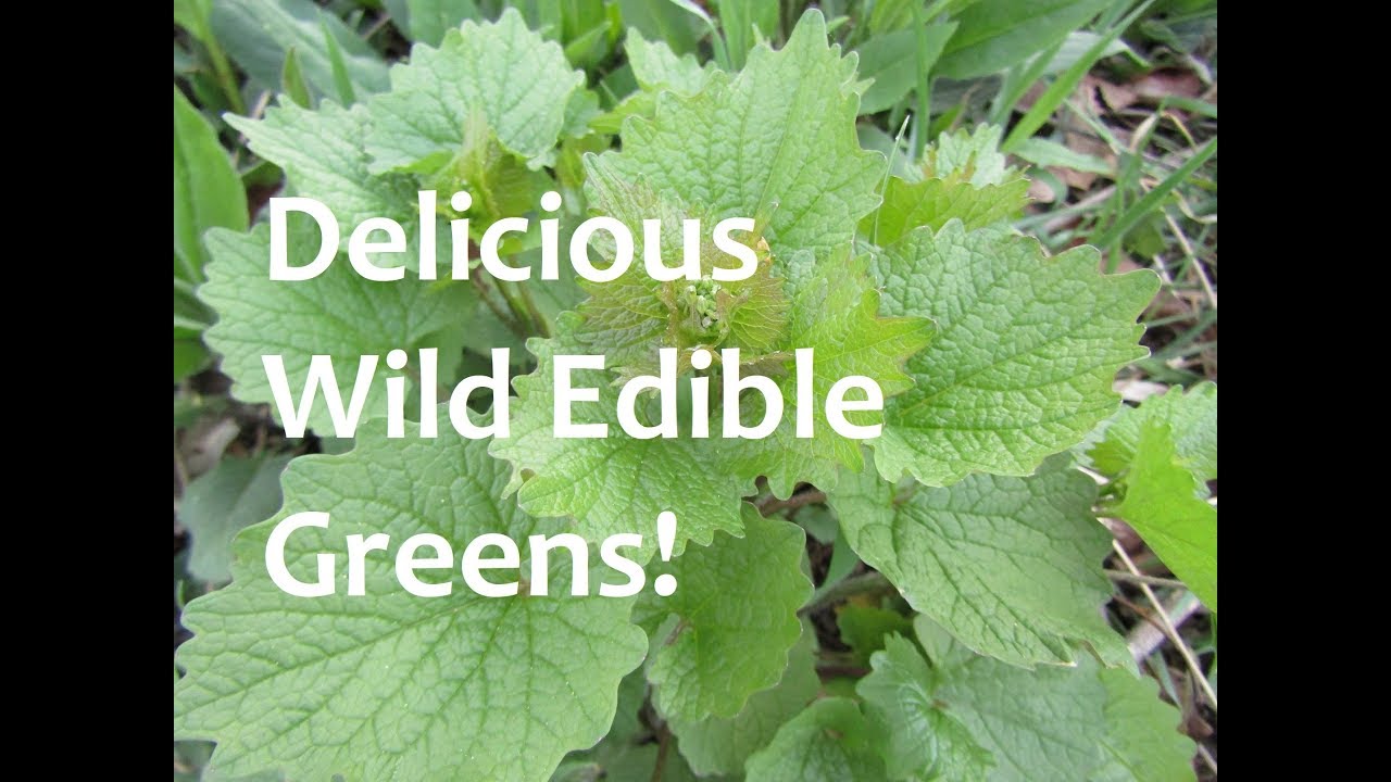 Wild Edibles Using Garlic Mustard YouTube
