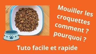 Comment et pourquoi mouiller | réhydrater | les croquettes de votre chien ou de votre chiot