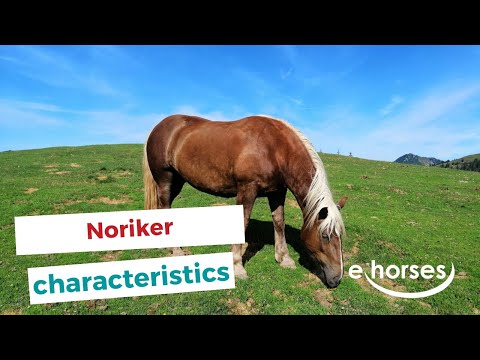 Video: English Cob Horse Ras Hypoallergeen, Gezondheid En Levensduur