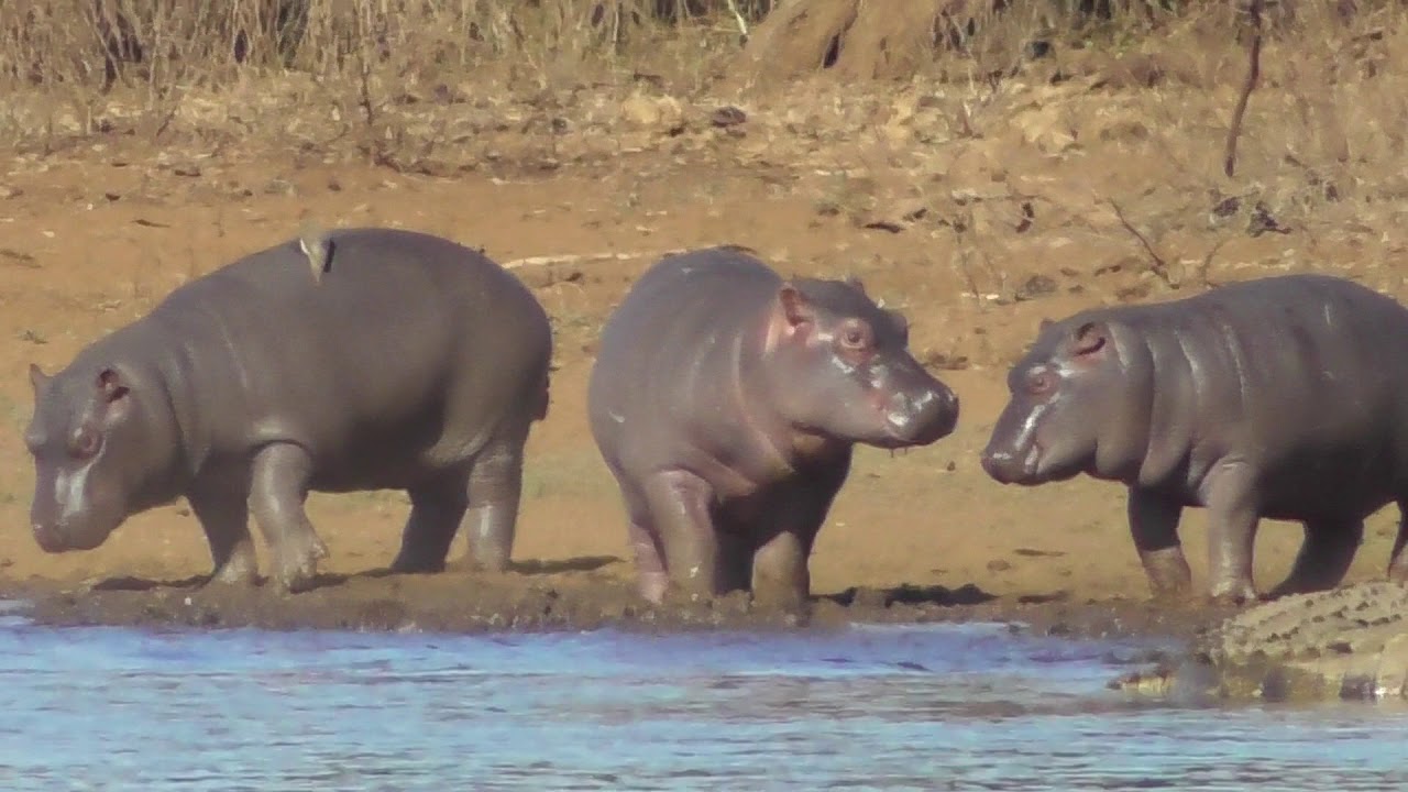 One busy morning next to Sunset dam.