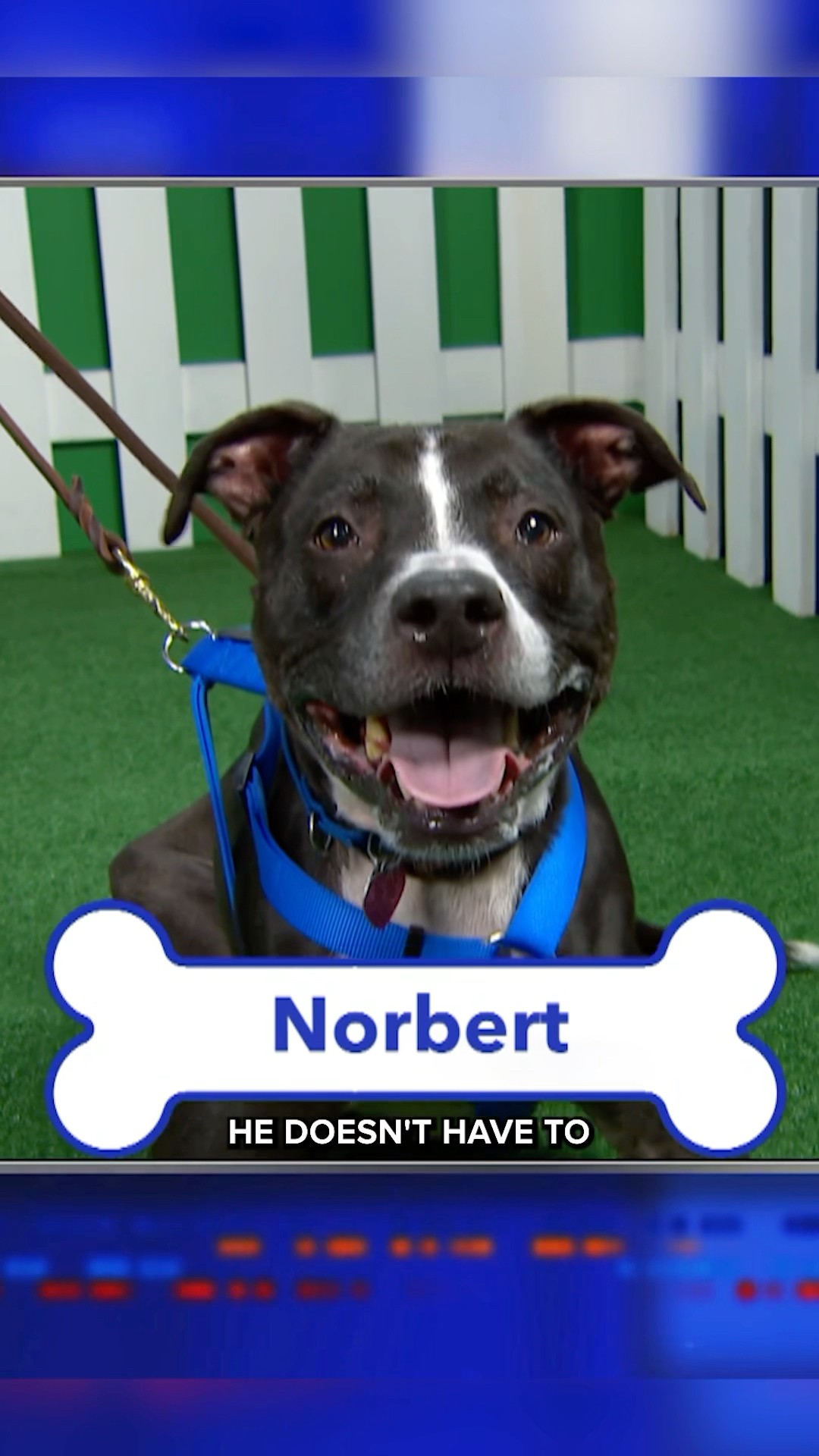 Norbert’s still up for adoption! Let’s him find a home - link in bio!? #colbert #dogs #adopt