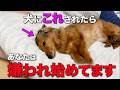 【完全版】犬がこの仕草をしたら、あなたは嫌われ始めています。