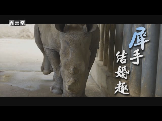 【民視異言堂】犀手結婚趣