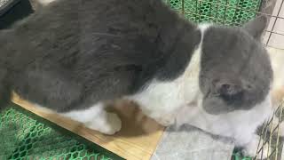 Cat in heat 😻 || Munchkin Mate || Cat breeding 😺